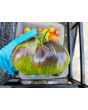 Tomato 'Rebel Starfighter VT16' Seeds