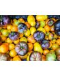 Tomato 'Rebel Starfighter Blane’s Moonlight' Seeds