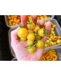 Tomato 'Seven Dwarfs' Seeds (Naturally Grown)