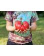 Tomato 'Bear Claw' Seeds (Certified Organic)