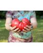 Tomato 'Bear Claw' Seeds (Certified Organic)