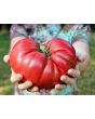 Tomato 'Bear Claw' Seeds (Certified Organic)