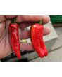 Hot Pepper 'Aci Sivri Biber Cross' Seeds