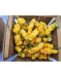 Hot Pepper 'Goronong' Seeds
