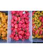 Hot Pepper 'West Indies Red Habanero' Seeds 