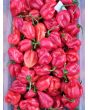 Hot Pepper 'West Indies Red Habanero' Seeds 