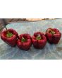 Sweet Pepper ‘Zulu' Seeds