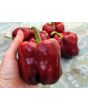 Sweet Pepper ‘Zulu' Seeds