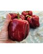 Sweet Pepper ‘Zulu' Seeds