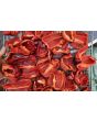 Sweet Pepper ‘Zulu' Seeds