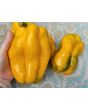 Sweet Pepper 'Yellow Monster' Seeds