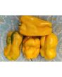 Sweet Pepper 'Yellow Monster' Seeds