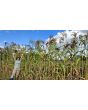 Multi-Color Broom Corn Seeds