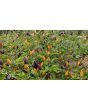Hot Ornamental Pepper ‘NuMex Twilight’ Seeds
