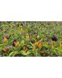 Hot Ornamental Pepper ‘NuMex Twilight’ Seeds
