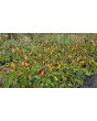 Hot Ornamental Pepper ‘NuMex Twilight’ Seeds