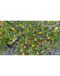 Hot Ornamental Pepper ‘NuMex Twilight’ Seeds