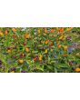 Hot Ornamental Pepper ‘NuMex Twilight’ Seeds