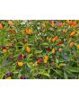 Hot Ornamental Pepper ‘NuMex Twilight’ Seeds