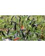 Hot Ornamental Pepper 'Maui Purple' Seeds