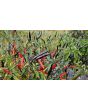 Hot Ornamental Pepper 'Maui Purple' Seeds