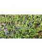 Hot Ornamental Pepper 'Maui Purple' Seeds
