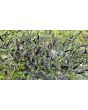 Hot Ornamental Pepper 'Maui Purple' Seeds