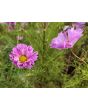 Cosmos 'Seashells' Seeds (Certified Organic)