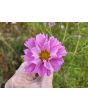 Cosmos 'Seashells' Seeds (Certified Organic)