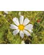 Cosmos 'Seashells' Seeds (Certified Organic)
