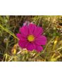 Cosmos 'Seashells' Seeds (Certified Organic)