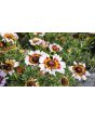 Tricolor Daisy Mixed Color Seeds