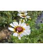 Tricolor Daisy Mixed Color Seeds