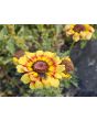 Tricolor Daisy Mixed Color Seeds