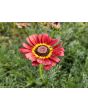 Tricolor Daisy Mixed Color Seeds