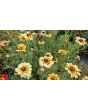 Tricolor Daisy Mixed Color Seeds