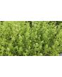 Basil 'Fino Verde' Seeds