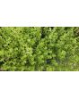 Basil 'Fino Verde' Seeds