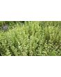 Basil 'Fino Verde' Seeds