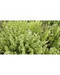 Basil 'Fino Verde' Seeds