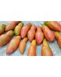 Tomato 'Pink Fang' Seeds (Certified Organic)