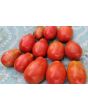 Dwarf Tomato 'San Marzano' Seeds (Certified Organic)