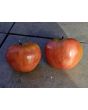 Tomato 'Bread and Salt' Seeds