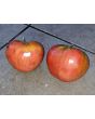 Tomato 'Bread and Salt' Seeds