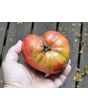 Tomato 'Bread and Salt' Seeds