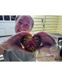 Tomato 'Harvard Square' Seeds