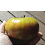 Tomato 'Sara Black' Seeds (Certified Organic)
