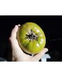 Tomato 'Sara Black' Seeds (Certified Organic)