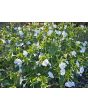 Four O’Clocks Mix Seeds