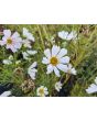 Cosmos 'Seashells' Seeds (Certified Organic)